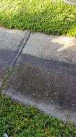 driveway-sidewalk-clean-2-20201011 104551